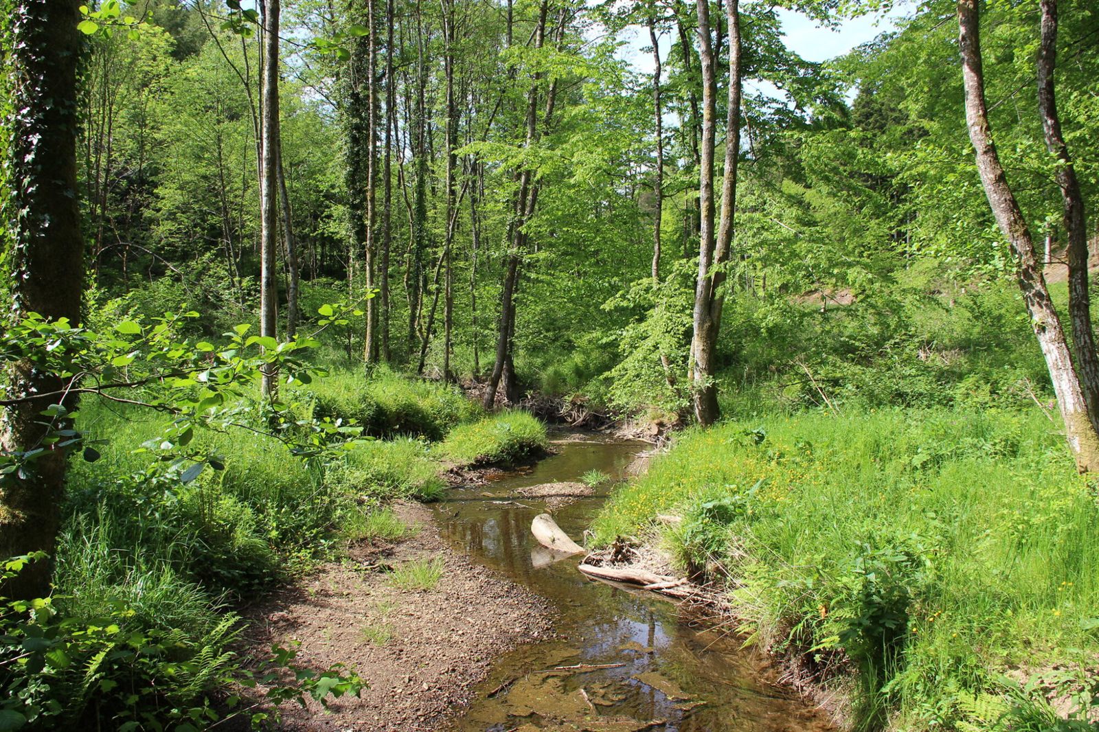 The stream in the Préfonrupt valley, among the trees