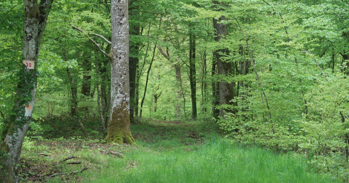 A path in the Darney forest, between tall trees
