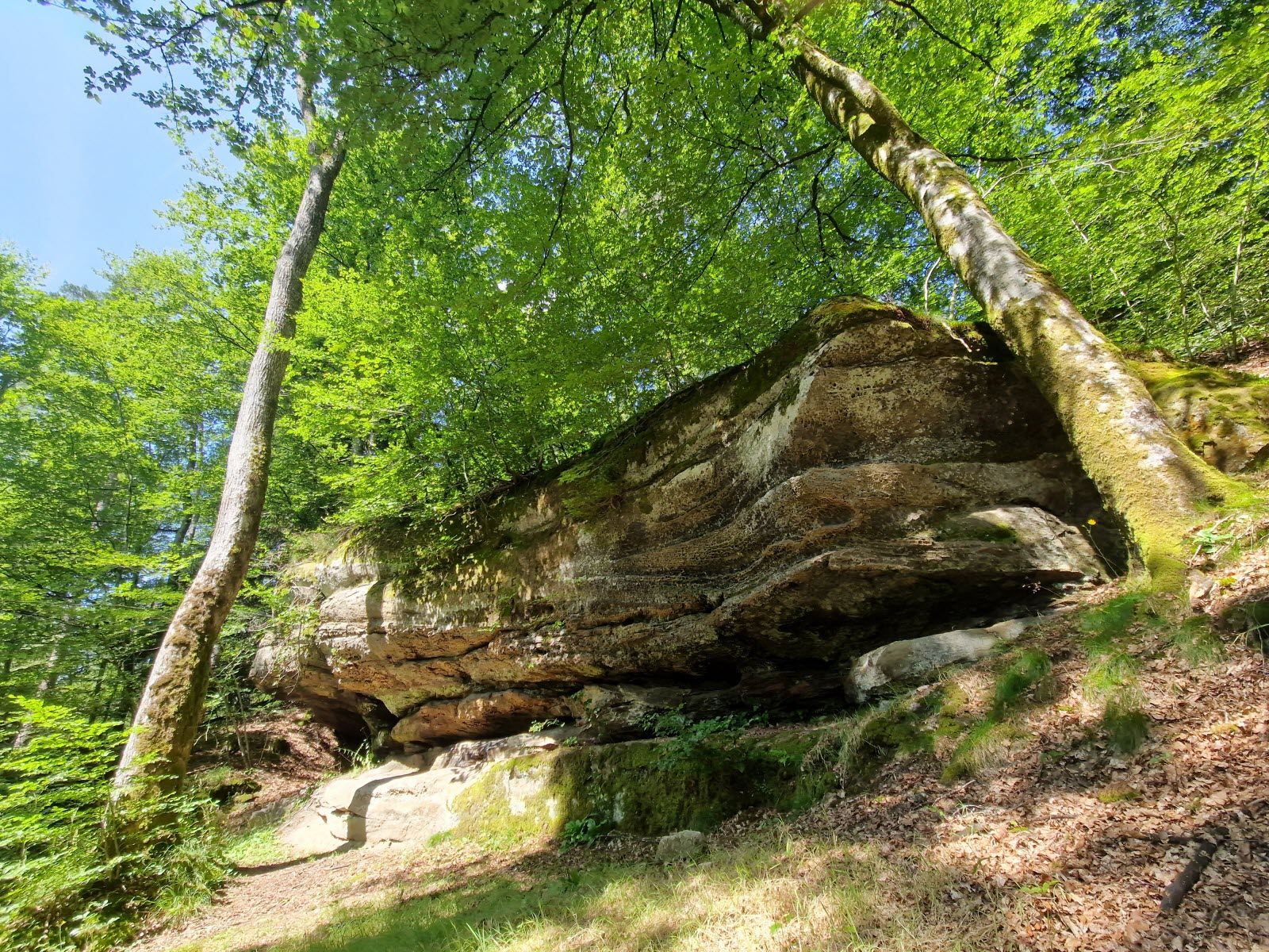 The Roche du père Maire, a large rock in the forest, under the trees